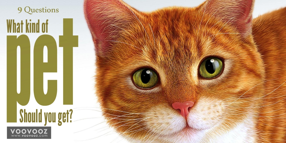 What kind of pet should you get?